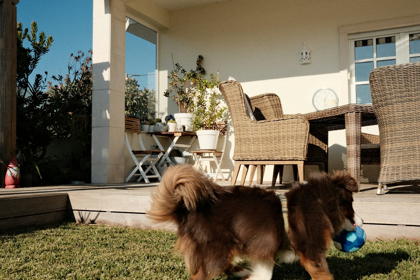 What overstimulation looks like at dog daycare, and why it matters